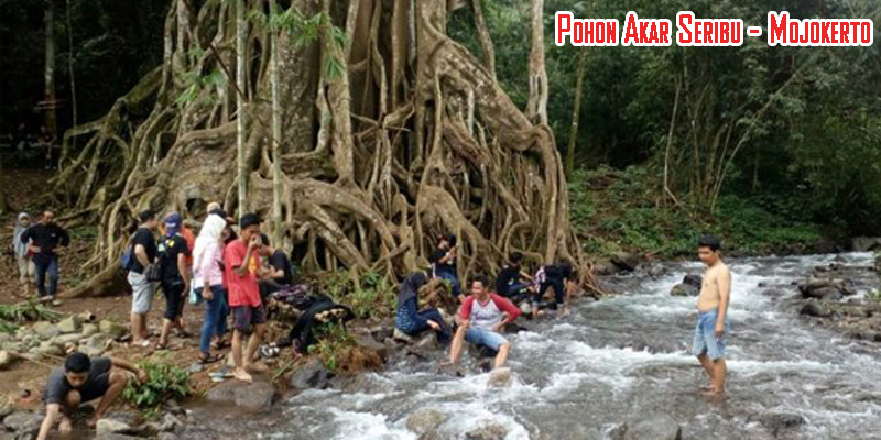 Spot Selfie di Wisata Pohon Akar Seribu Kabupaten Mojokerto Jawa Timur