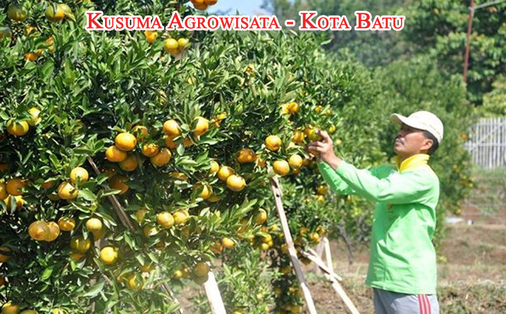 Objek Wisata Kota Batu Jawa Timur Kusuma Agrowisata